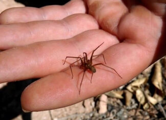 Inicia temporada de araña violinista en México 2025 Inicia temporada de araña violinista en México 2025