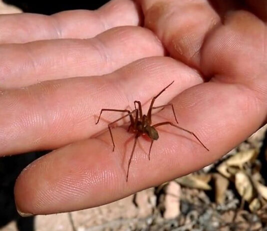 Inicia temporada de araña violinista en México 2025 Inicia temporada de araña violinista en México 2025