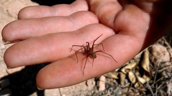 Inicia temporada de araña violinista en México 2025 Inicia temporada de araña violinista en México 2025