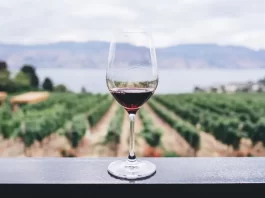 CETYS Universidad lanza Maestría en vitivinicultura y negocios del vino a través de CEVIT maestria en vitivinicultura