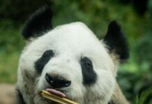 Asiste al cumpleaños de Xin Xin en Chapultepec
