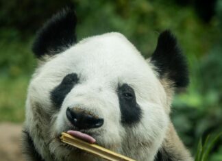 Asiste al cumpleaños de Xin Xin en Chapultepec