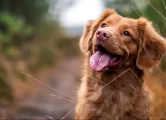 Funerarias para mascotas en CDMX Funerarias para mascotas en CDMX
