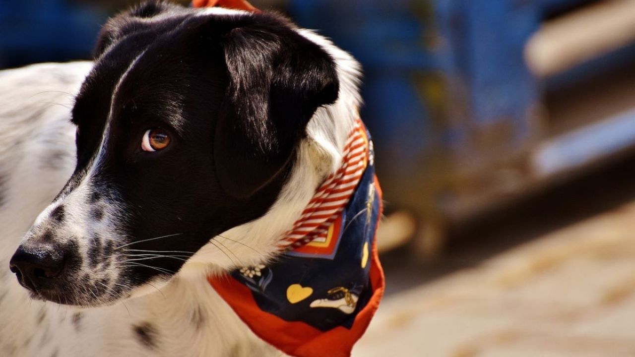 Pensiones y hoteles para perros en CDMX