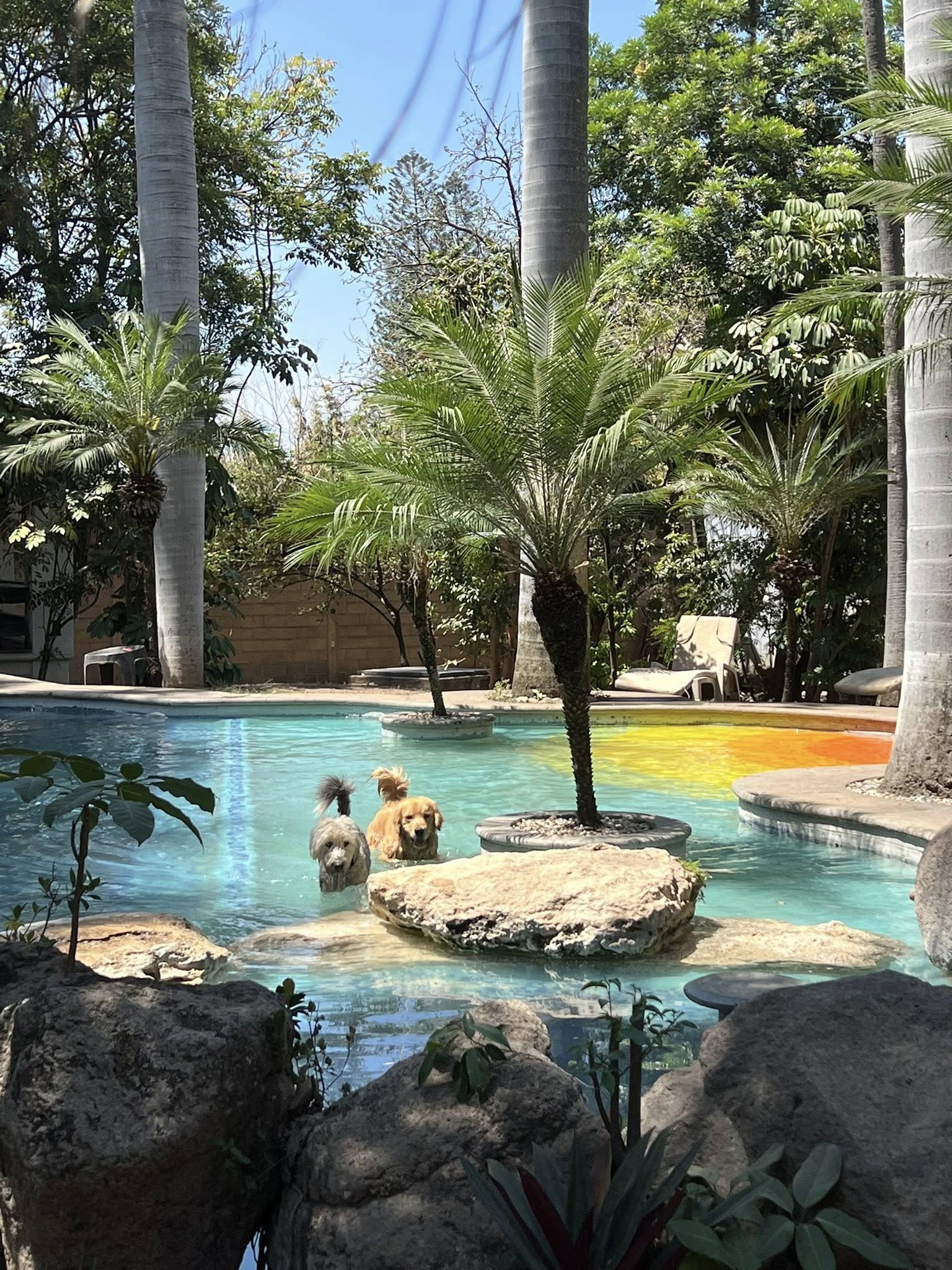 Pensiones y hoteles para perros en CDMX