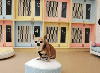 Pensiones y hoteles para perros en CDMX Pensiones y hoteles para perros en CDMX