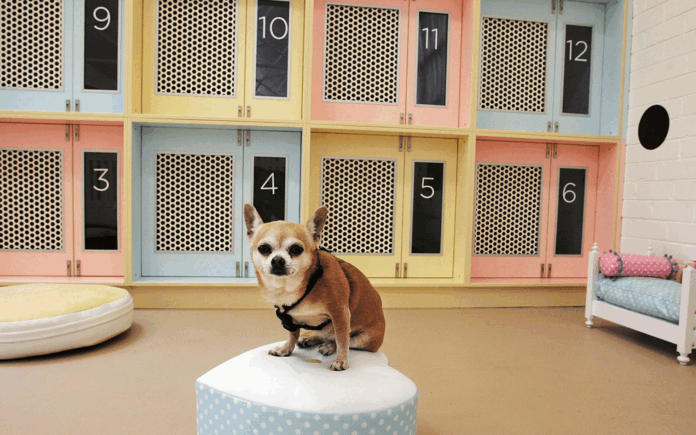 Pensiones y hoteles para perros en CDMX