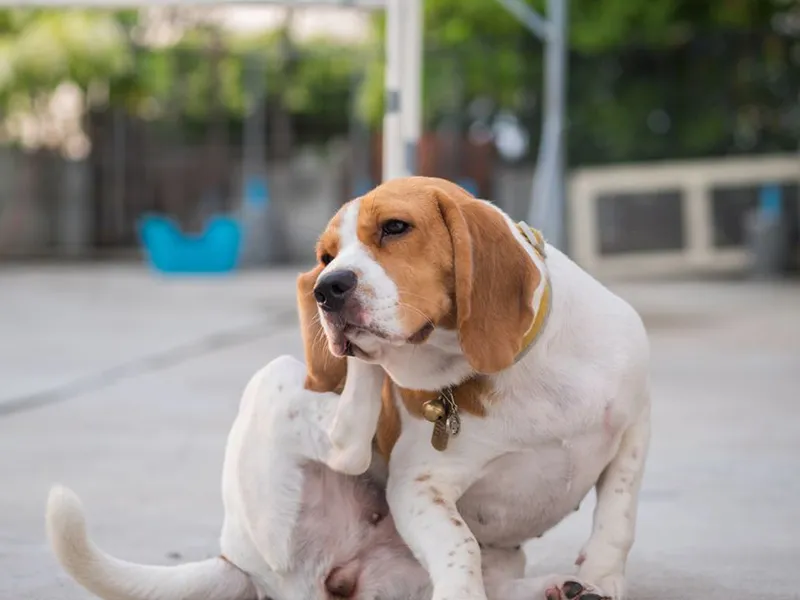Pensiones y hoteles para perros en CDMX