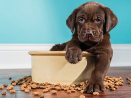 Peores marcas de croquetas para perro según Profeco