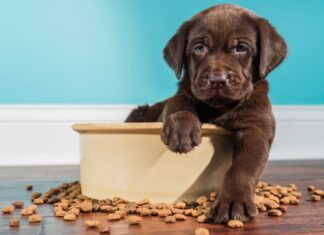 Peores marcas de croquetas para perro según Profeco