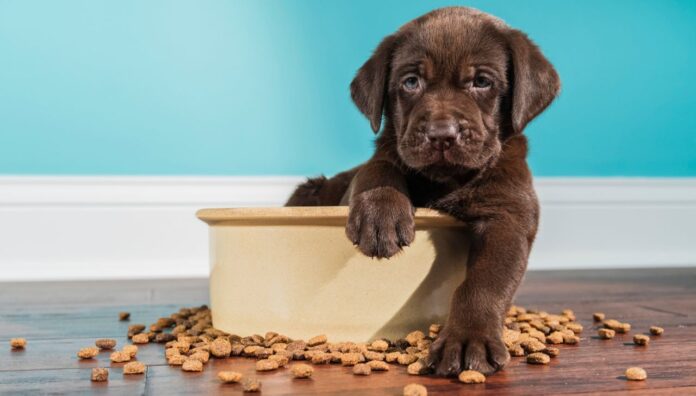 Peores marcas de croquetas para perro según Profeco