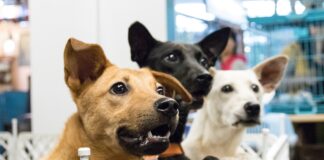 Refugios de animales maltratados y abandonados en CDMX Refugios de animales maltratados y abandonados en CDMX