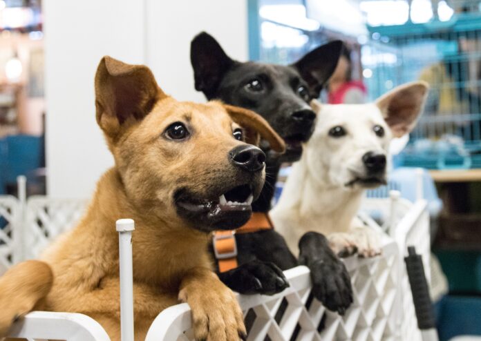 Refugios de animales maltratados y abandonados en CDMX Refugios de animales maltratados y abandonados en CDMX