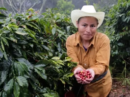 Puebla destina 200 mdp para impulsar su industria cafetalera regional caficultura en puebla