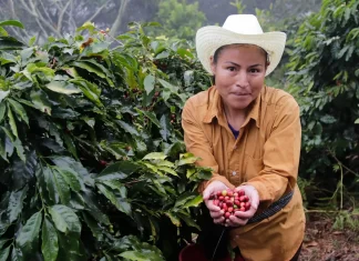 Puebla destina 200 mdp para impulsar su industria cafetalera regional caficultura en puebla