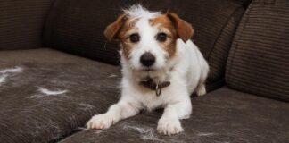 Cómo sobrevivir a la muda de pelo en mascotas y mantener tu casa limpia limpiar pelo de perros en casa