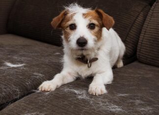 Cómo sobrevivir a la muda de pelo en mascotas y mantener tu casa limpia limpiar pelo de perros en casa
