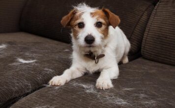 Cómo sobrevivir a la muda de pelo en mascotas y mantener tu casa limpia limpiar pelo de perros en casa