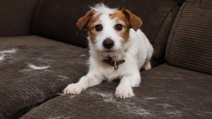 limpiar pelo de perros en casa