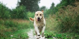 ¿Por qué a los perros no les gusta la lluvia? No es solo mojarse
