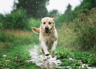 ¿Por qué a los perros no les gusta la lluvia? No es solo mojarse