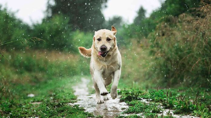 shutterstock_1651719982_low_1