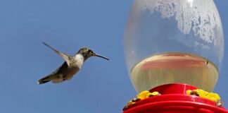 Adopta un Colibrí: ¿Ya conoces el santuario de colibríes? Adopta un Colibrí Ya conoces el santuario de colibríes