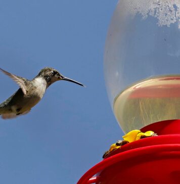 Adopta un Colibrí: ¿Ya conoces el santuario de colibríes? Adopta un Colibrí Ya conoces el santuario de colibríes