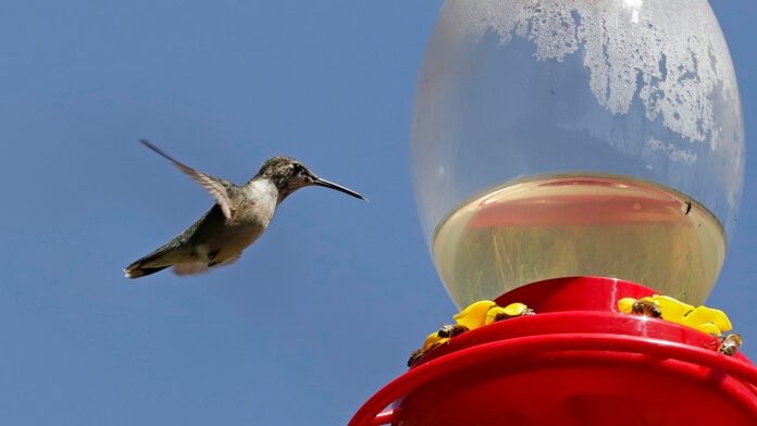 Adopta un Colibrí Ya conoces el santuario de colibríes