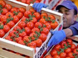Anuncia EU arancel de 17.09% al jitomate mexicano Anuncia EU arancel de 17.09% al jitomate mexicano