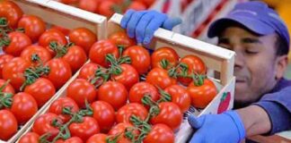 Anuncia EU arancel de 17.09% al jitomate mexicano Anuncia EU arancel de 17.09% al jitomate mexicano