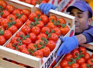 Anuncia EU arancel de 17.09% al jitomate mexicano Anuncia EU arancel de 17.09% al jitomate mexicano