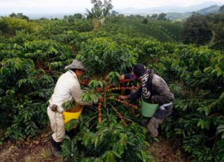 Precio del café en Colombia desciende a niveles preocupantes Precio del café en Colombia desciende a niveles de noviembre de 2024