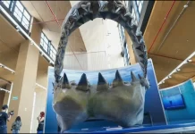 Desde Nueva York, llega exposición de Tiburones a CDMX Desde Nueva York, llega exposición de Tiburones a CDMX