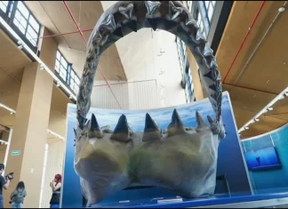 Desde Nueva York, llega exposición de Tiburones a CDMX Desde Nueva York, llega exposición de Tiburones a CDMX