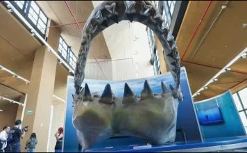 Desde Nueva York, llega exposición de Tiburones a CDMX Desde Nueva York, llega exposición de Tiburones a CDMX