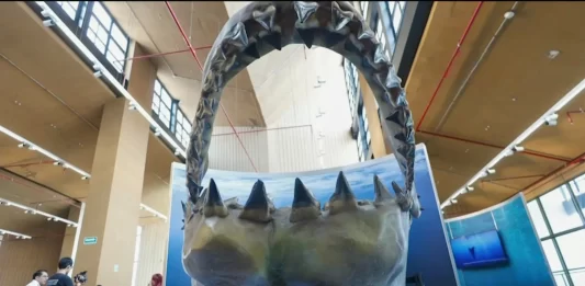 Desde Nueva York, llega exposición de Tiburones a CDMX Desde Nueva York, llega exposición de Tiburones a CDMX