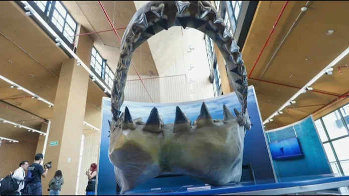 Desde Nueva York, llega exposición de Tiburones a CDMX