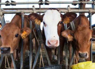 EU anuncia el cierre inmediato del comercio de ganado con México EU anuncia el cierre inmediato del comercio de ganado con México