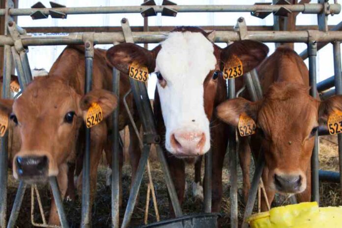 EU anuncia el cierre inmediato del comercio de ganado con México