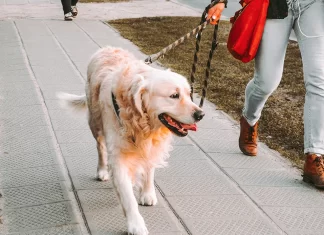 Monta peleas, la nueva modalidad de extorsión en México Monta peleas, la nueva modalidad de extorsión en México