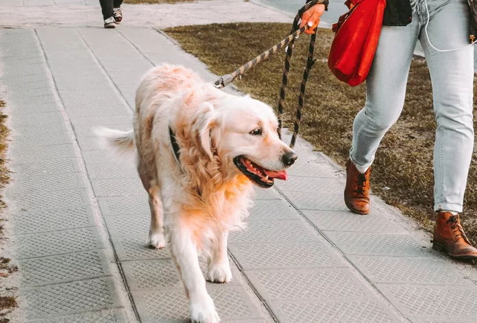 Monta peleas, la nueva modalidad de extorsión en México