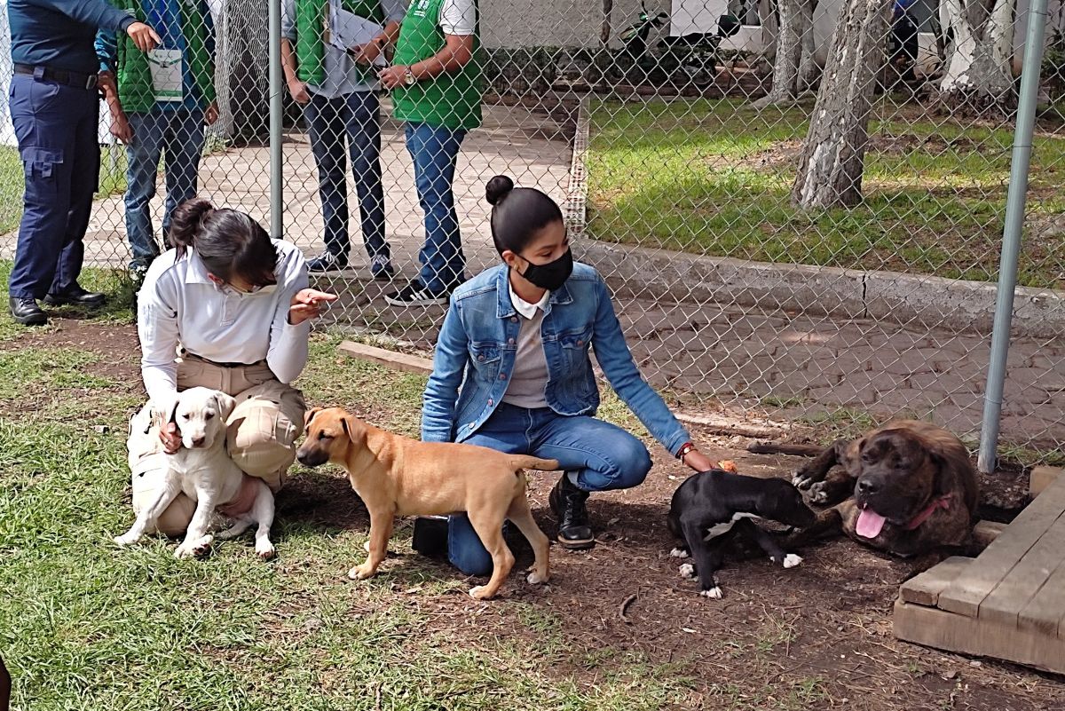 Monta peleas, la nueva modalidad de extorsión en México