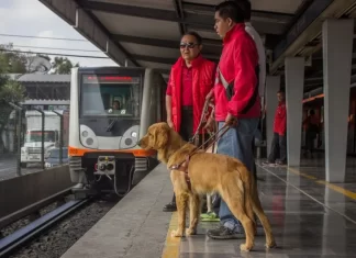 Niegan entrada de perra guía al Metro CDMX y se desata debate Niegan entrada de perra guía al Metro CDMX y se desata debate