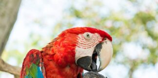 Especies silvestres: 10 animales prohibidos como mascotas en México 2025 mascotas prohibidas mexico 2025