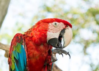 Especies silvestres: 10 animales prohibidos como mascotas en México 2025 mascotas prohibidas mexico 2025