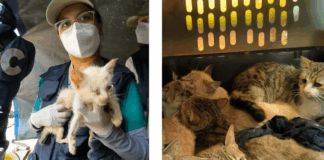Rescatan 65 gatitos víctimas de maltrato severo en Álvaro Obregón