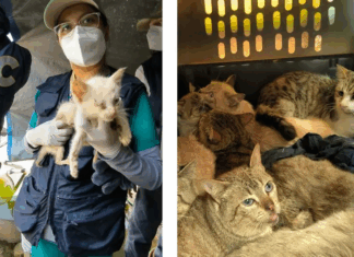 Rescatan 65 gatitos víctimas de maltrato severo en Álvaro Obregón