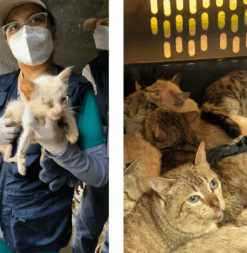 Rescatan 65 gatitos víctimas de maltrato severo en Álvaro Obregón