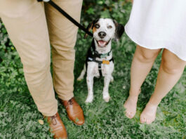 CDMX aprueba la custodia compartida de mascotas en divorcios CDMX aprueba la custodia compartida de mascotas en divorcios